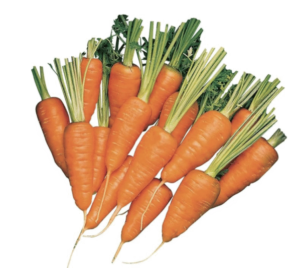 Semillas de zanahoria ’Short ‘n Sweet’